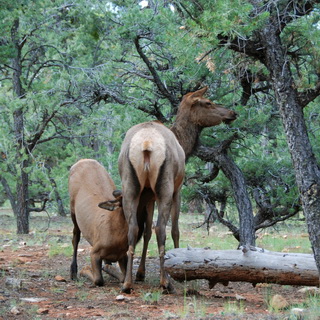 Grand Canyon - Elk